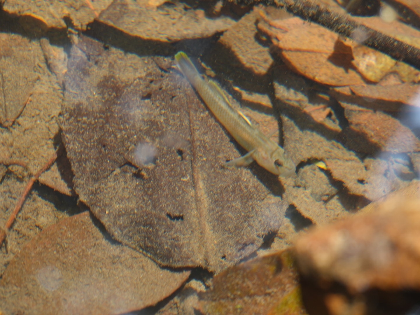 ภาพ ปลาบู่บู่ (Rhinogobius henchuenensis)