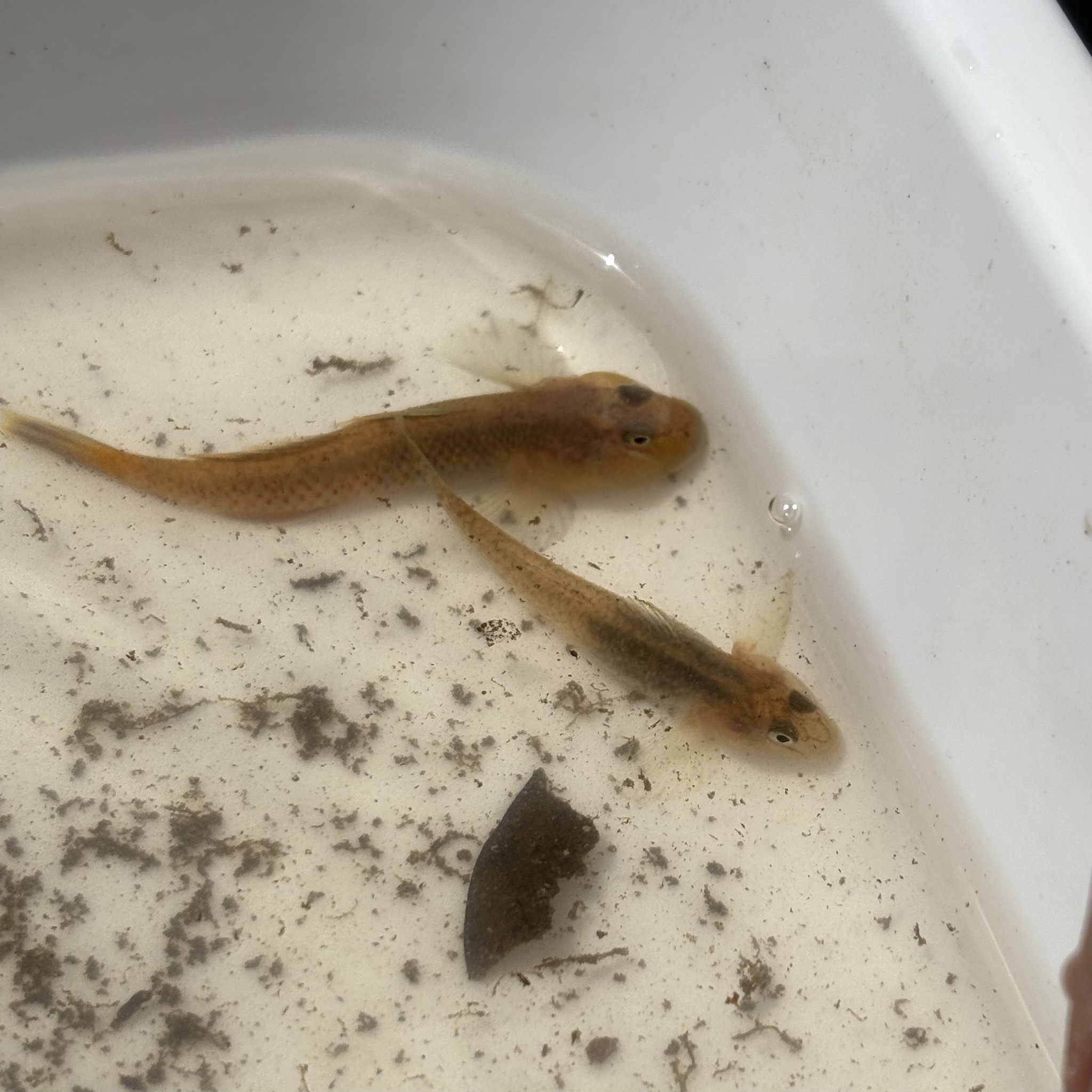 ภาพ ปลาบู่บู่ (Rhinogobius kurodai)