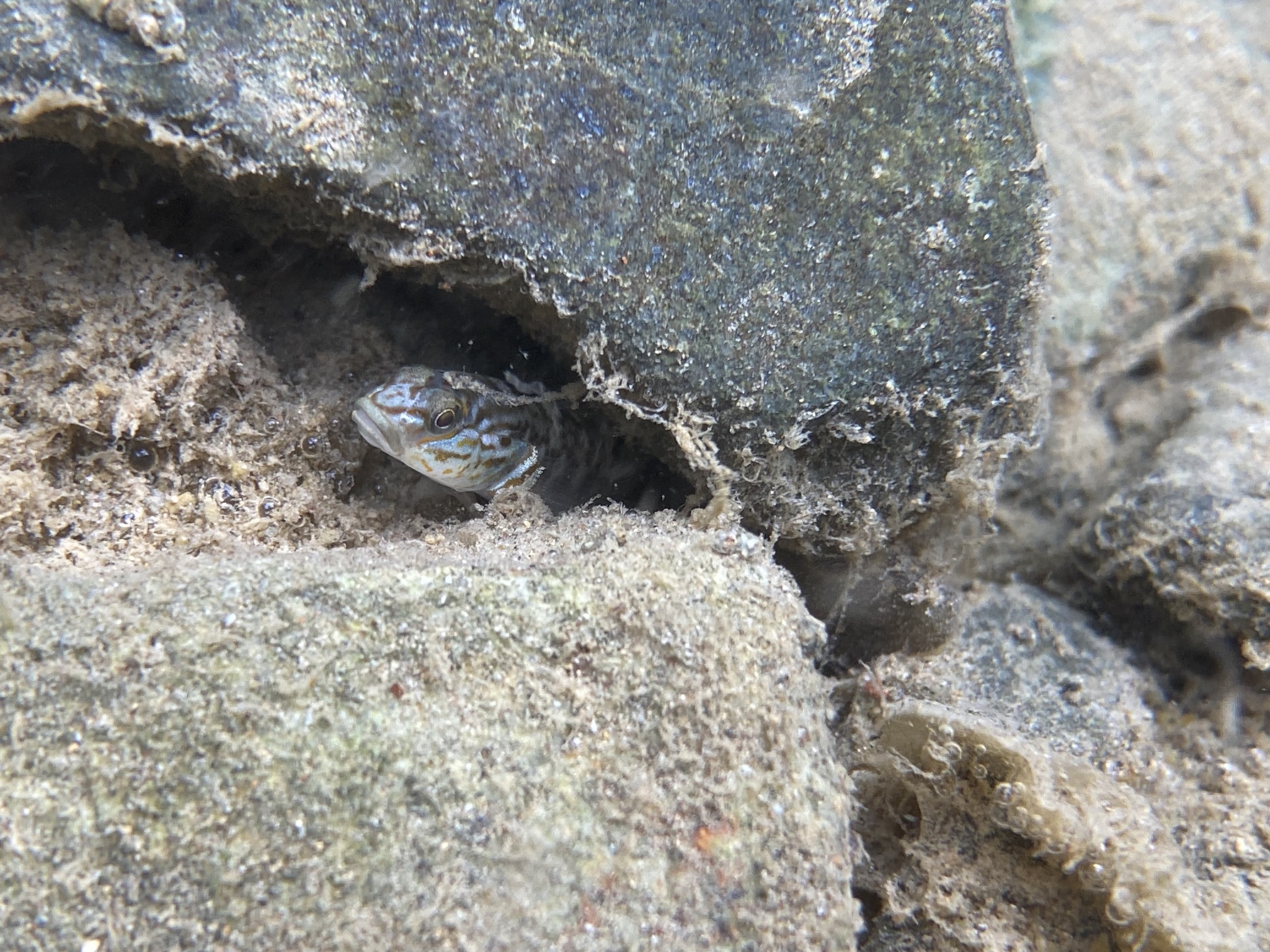 ภาพ ปลาบู่ lanyuensis (Rhinogobius lanyuensis)