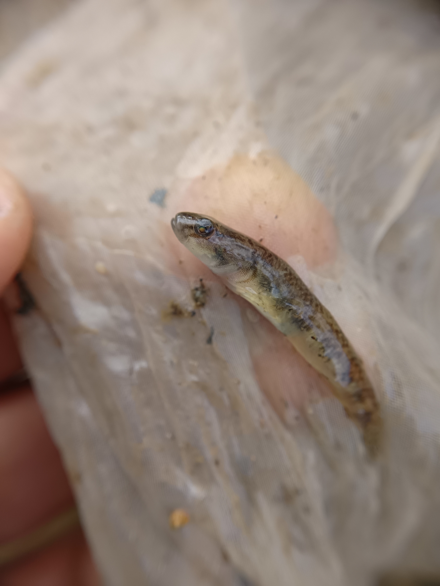 ภาพ ปลาบู่บู่ (Rhinogobius leavelli)