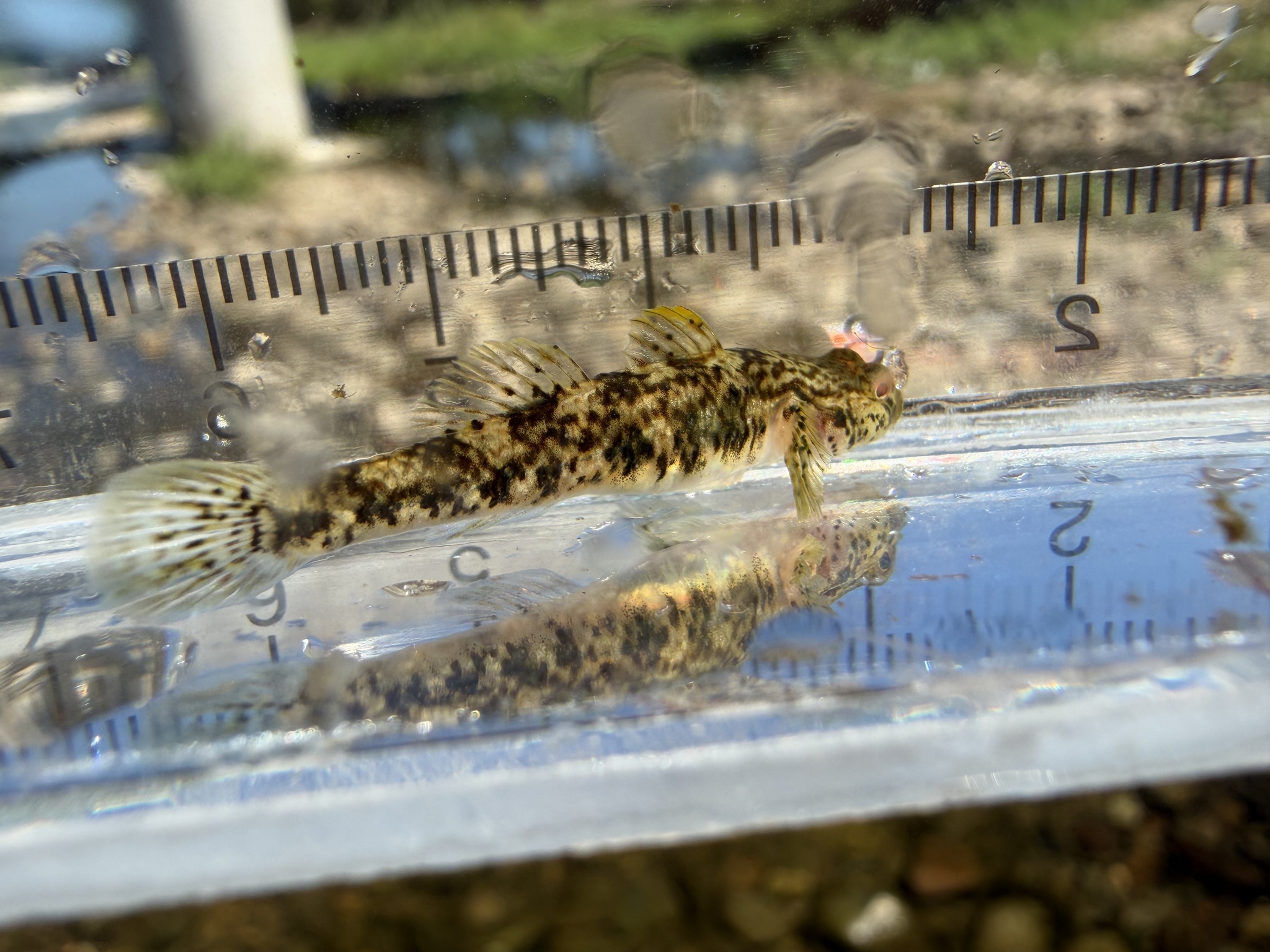 ภาพ ปลาบู่ lentiginis (Rhinogobius lentiginis)