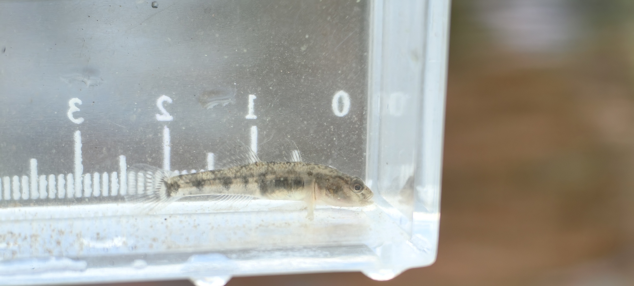 ภาพ ปลาบู่ lindbergi (Rhinogobius lindbergi)