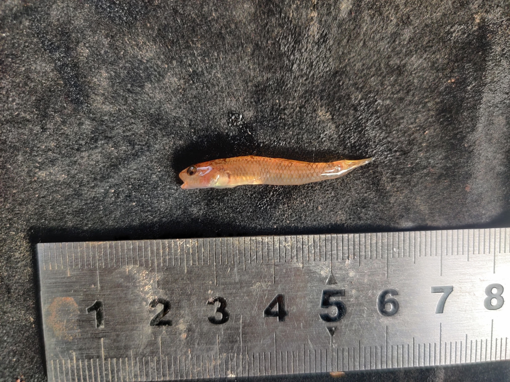 ภาพ ปลาบู่ maculicervix (Rhinogobius maculicervix)