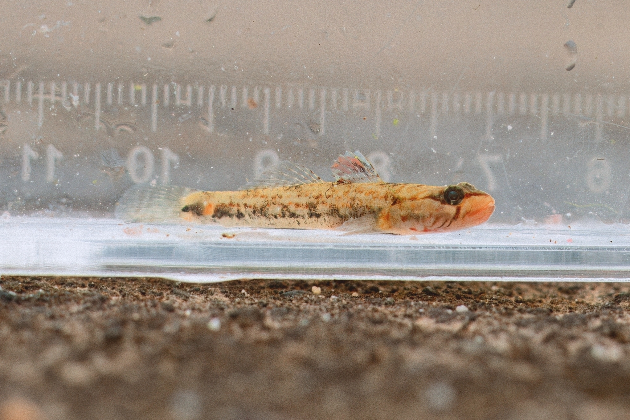 ภาพ ปลาบู่ maxillivirgatus (Rhinogobius maxillivirgatus)