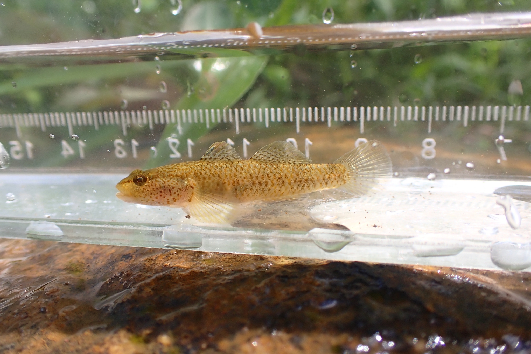 ภาพ ปลาบู่ลำธารแม่โขง (Rhinogobius mekongianus)