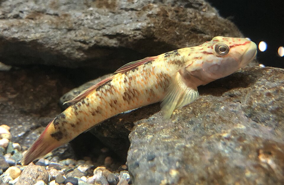 ภาพ ปลาบู่ mizunoi (Rhinogobius mizunoi)