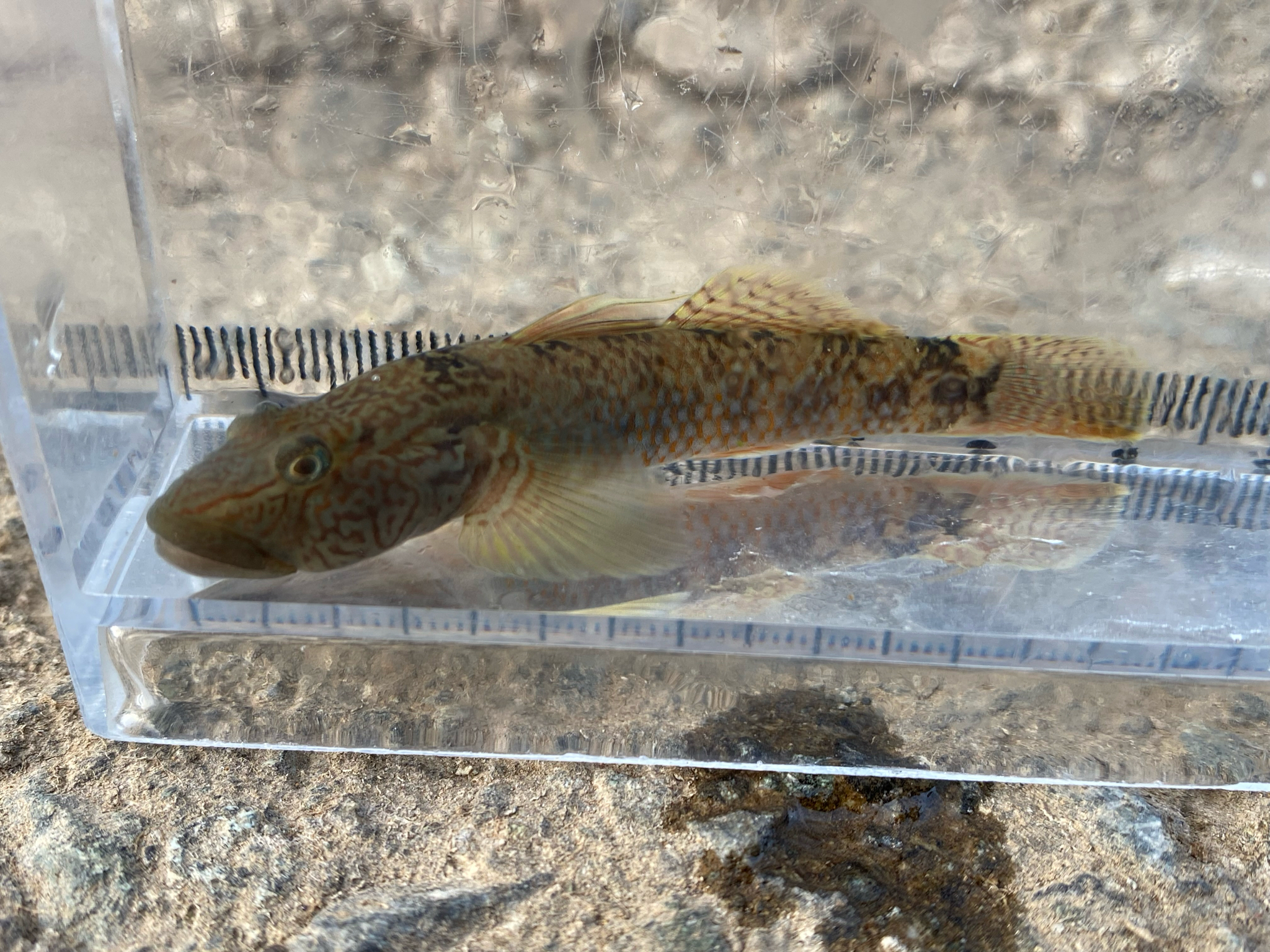 ภาพ ปลาบู่ nagoyae (Rhinogobius nagoyae)