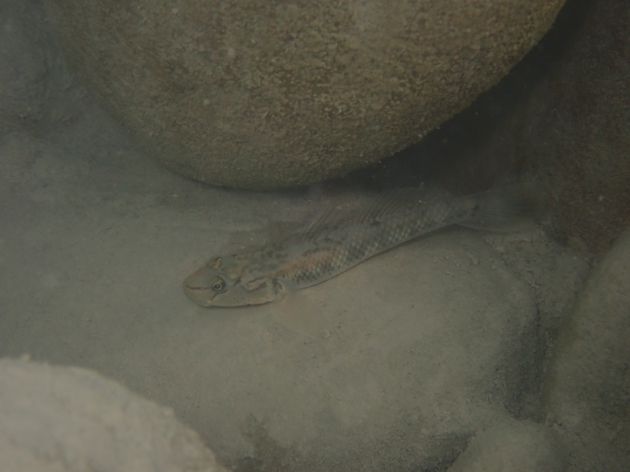 ภาพ ปลาบู่บู่ (Rhinogobius nantaiensis)