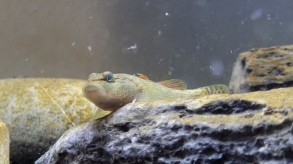 ภาพ ปลาบู่ niger (Rhinogobius niger)