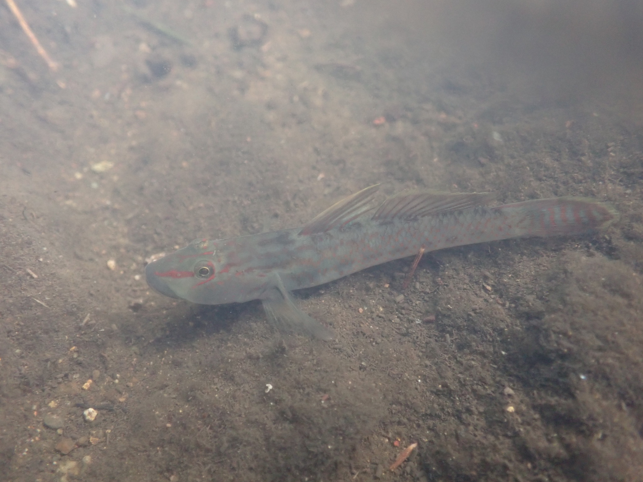 ภาพ ปลาบู่น้ำจืดบู่ (Rhinogobius ogasawaraensis)