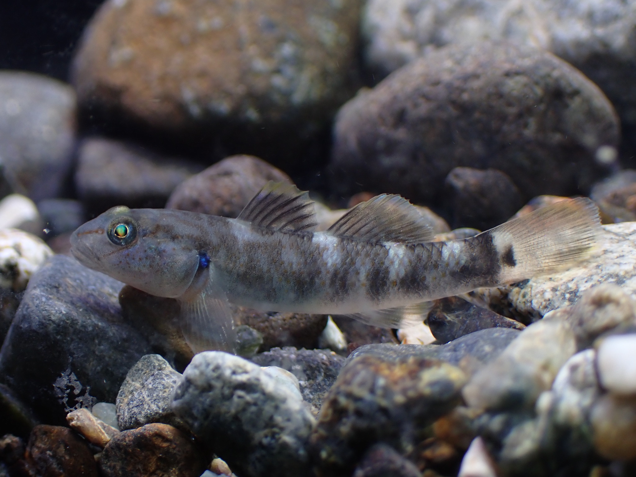 ภาพ ปลาบู่บู่ (Rhinogobius philippinus)