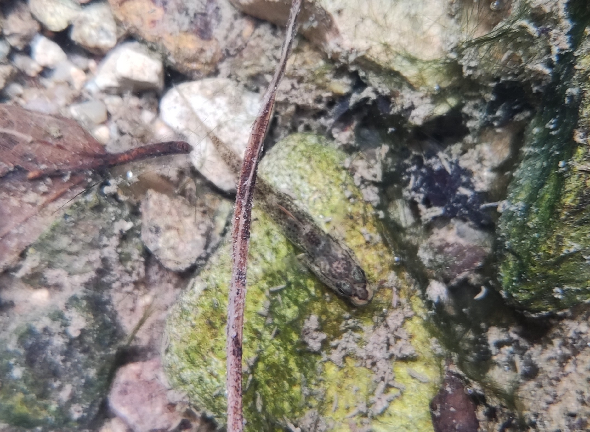 ภาพ ปลาบู่ reticulatus (Rhinogobius reticulatus)