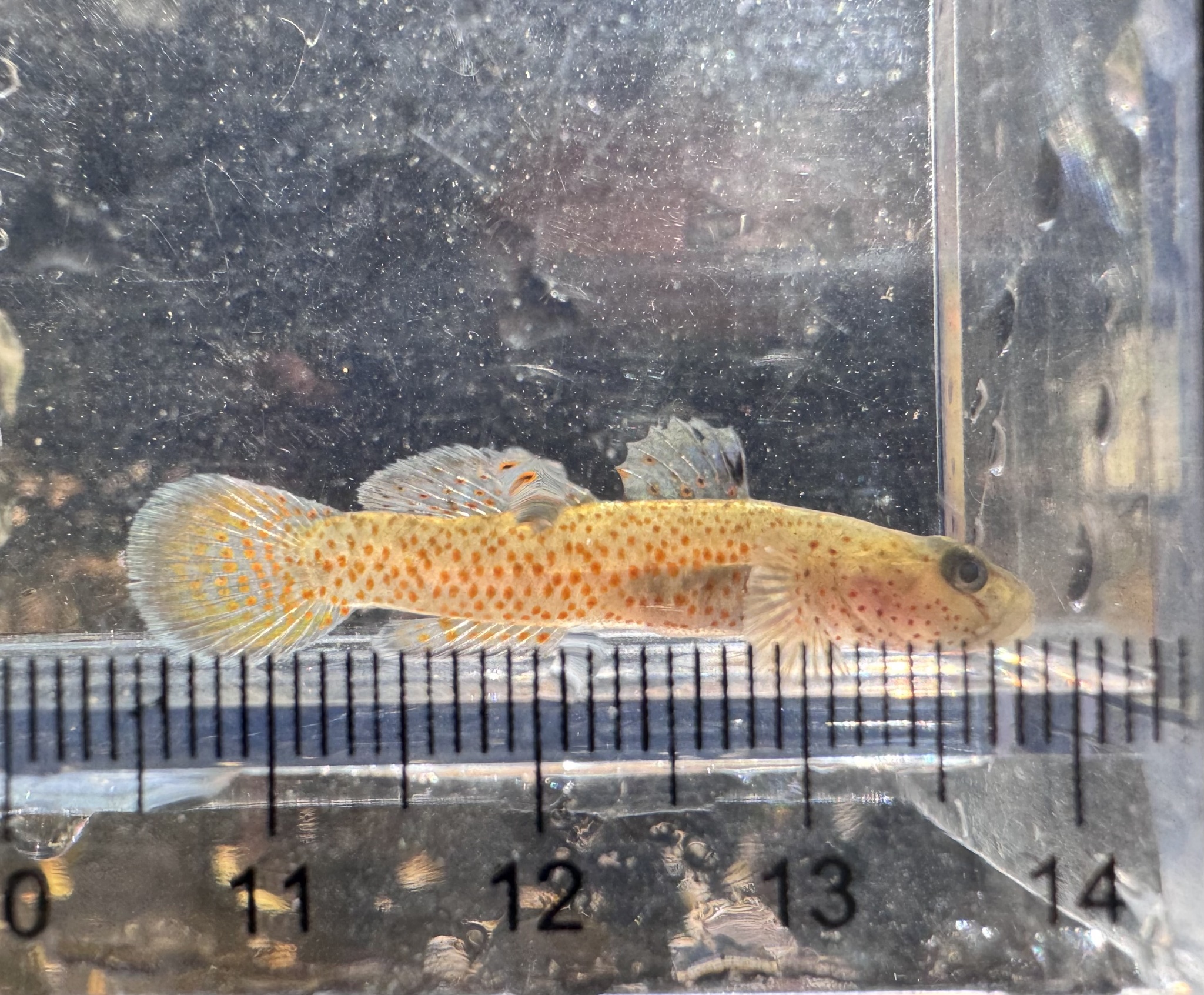 ภาพ ปลาบู่แดงลายจุดบู่ (Rhinogobius rubromaculatus)