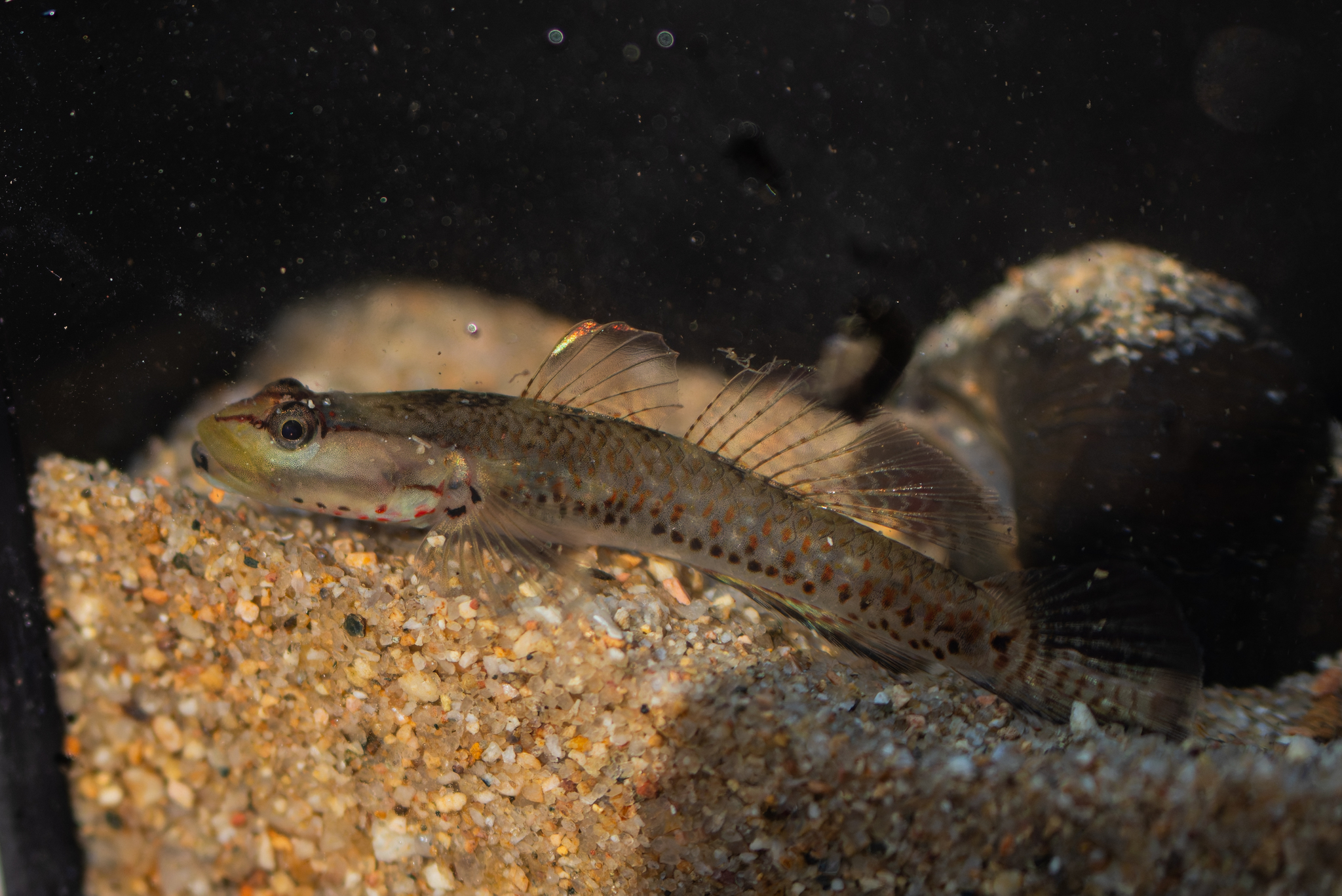 ภาพ ปลาบู่ sangenloensis (Rhinogobius sangenloensis)