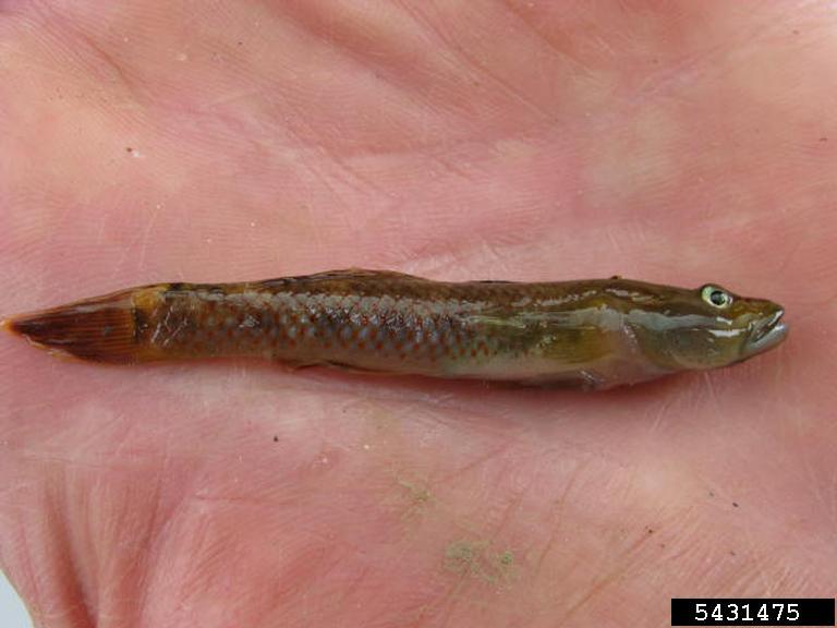 ภาพ ปลาบู่ลำธารจีน (Rhinogobius similis)