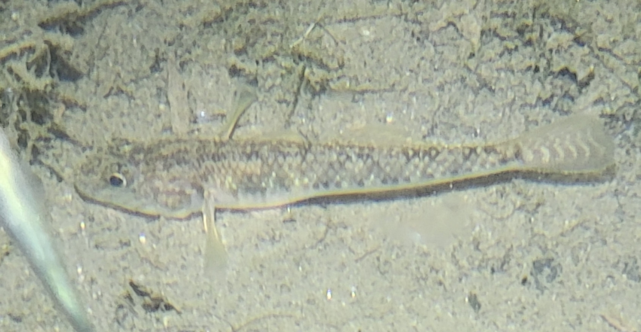 ภาพ ปลาบู่ szechuanensis (Rhinogobius szechuanensis)