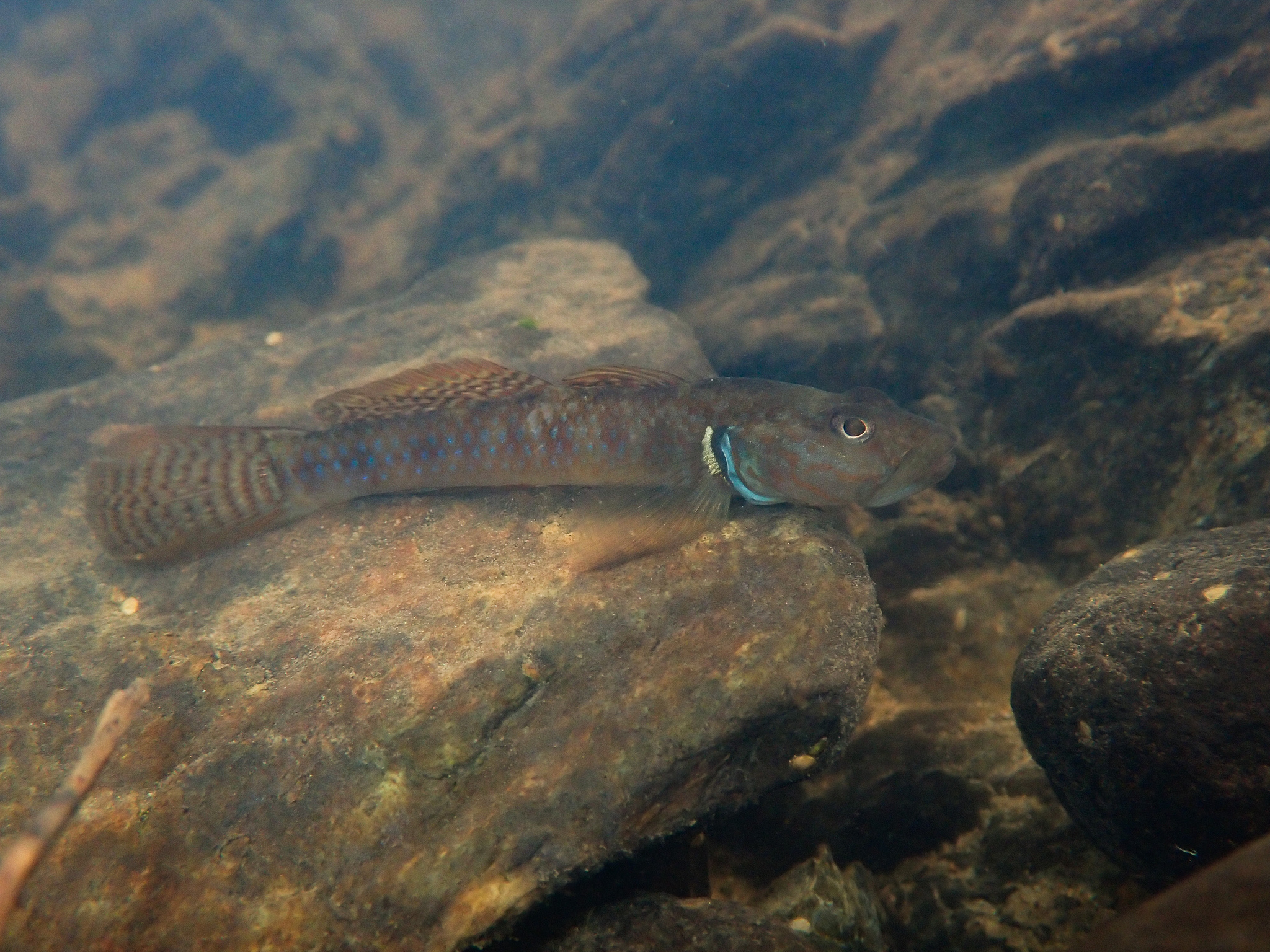 ภาพ ปลาบู่ tandikan (Rhinogobius tandikan)