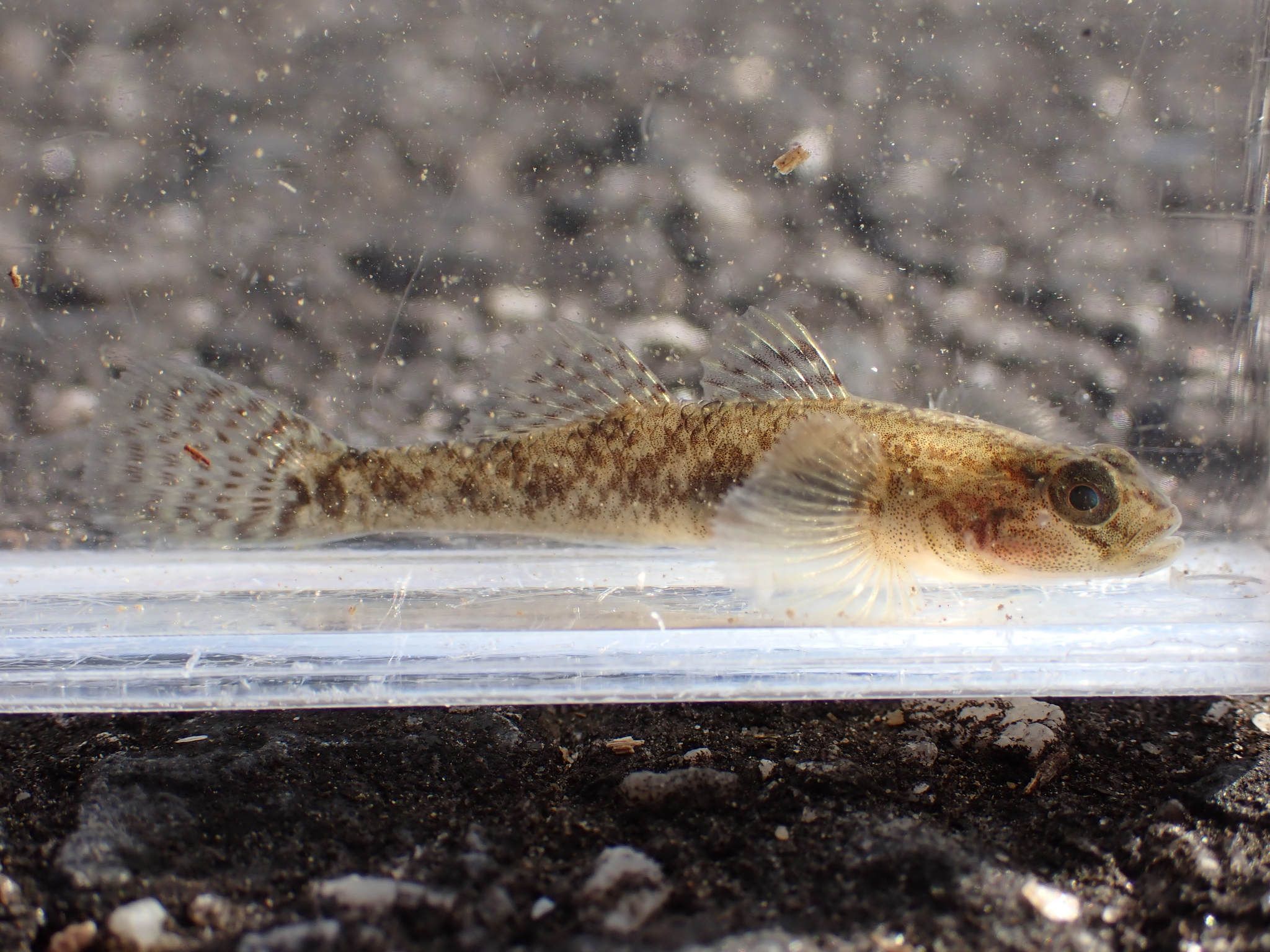 ภาพ ปลาบู่ telma (Rhinogobius telma)