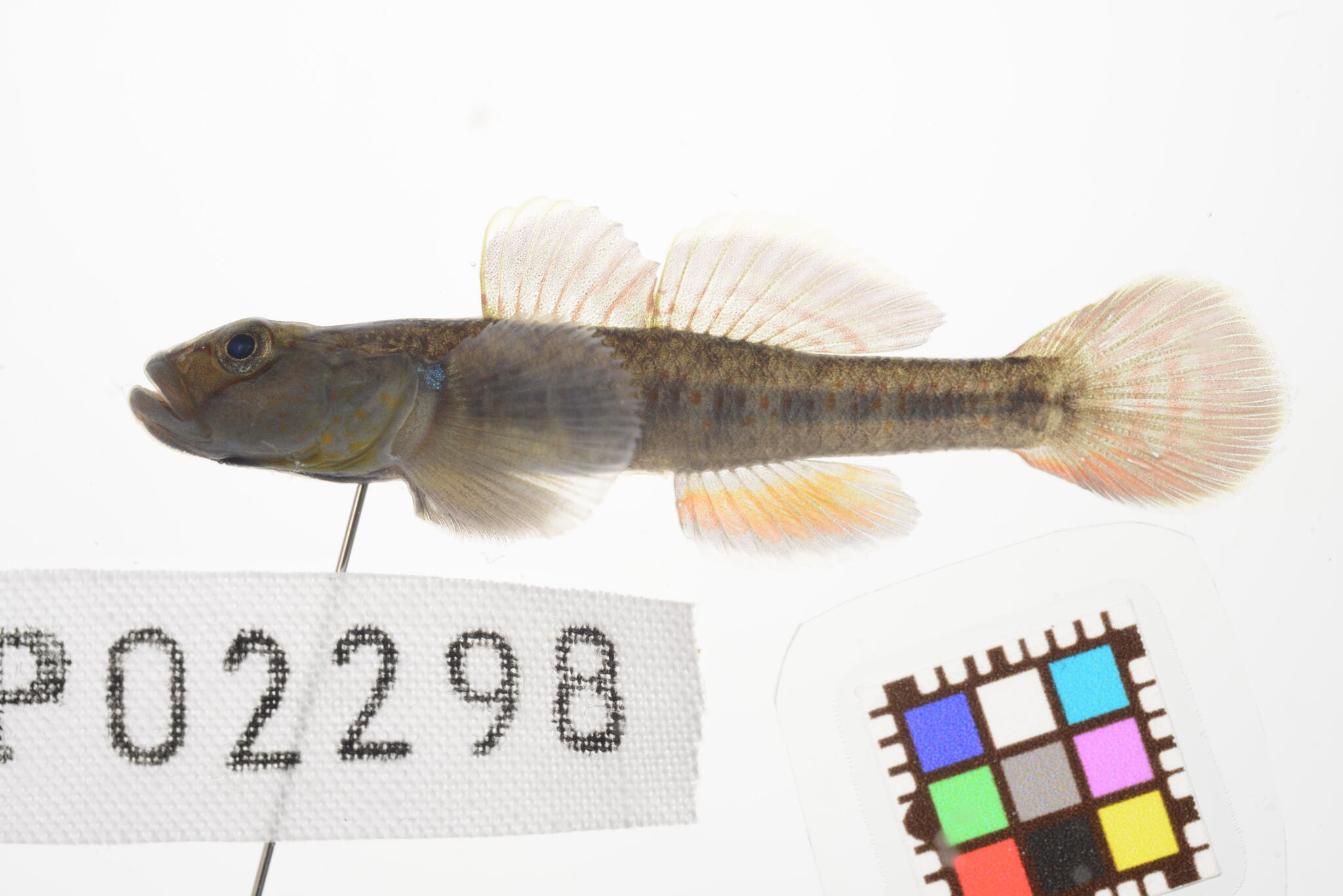 ภาพ ปลาบู่ tyoni (Rhinogobius tyoni)