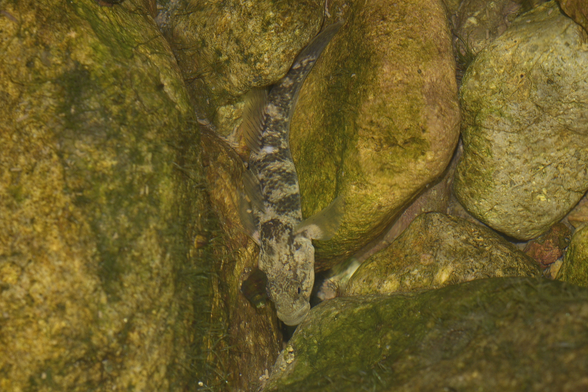 ภาพ ปลาบู่ wuyiensis (Rhinogobius wuyiensis)