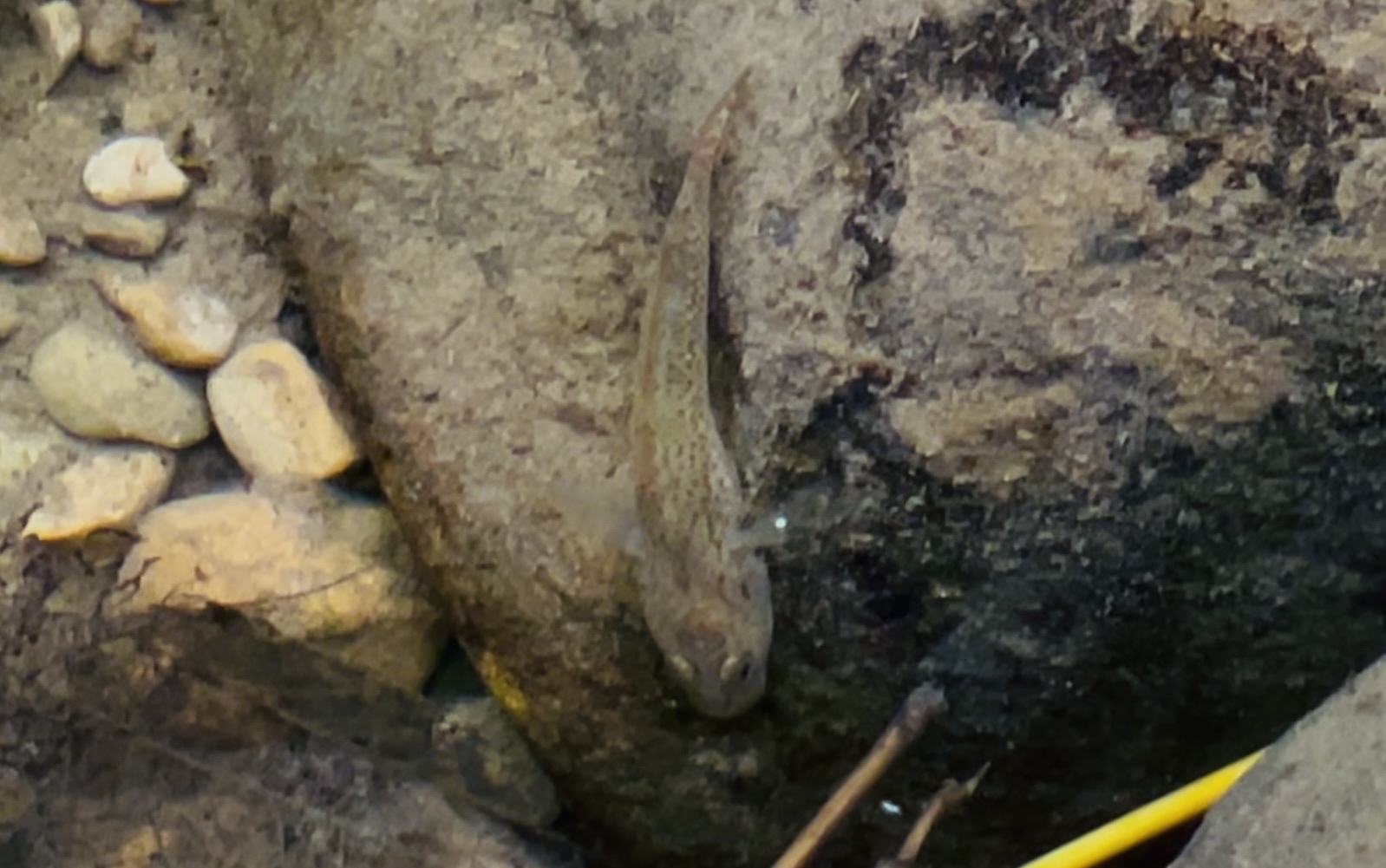 ภาพ ปลาบู่ yangminshanensis (Rhinogobius yangminshanensis)