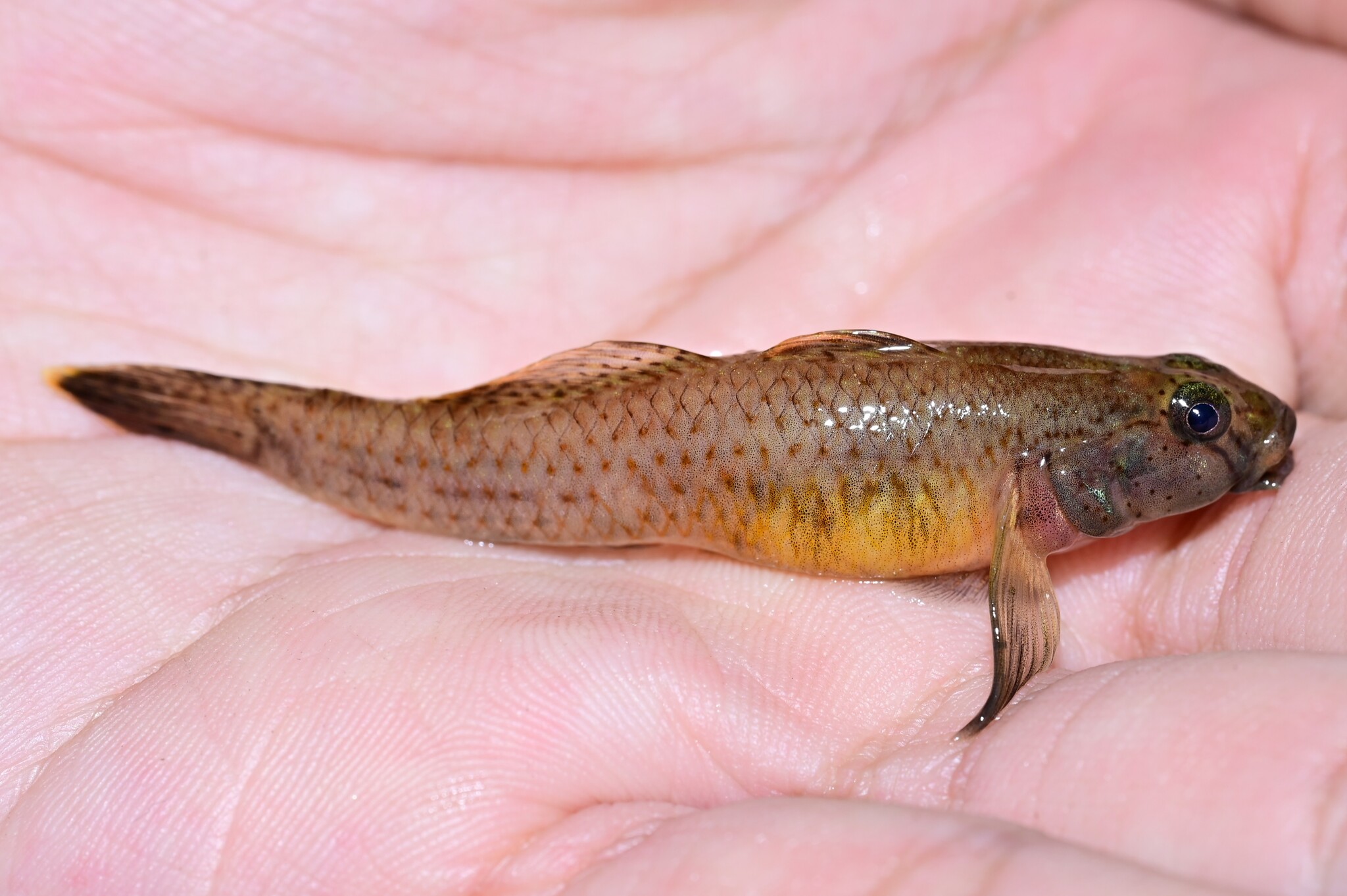 ภาพ ปลาบู่ yaoshanensis (Rhinogobius yaoshanensis)