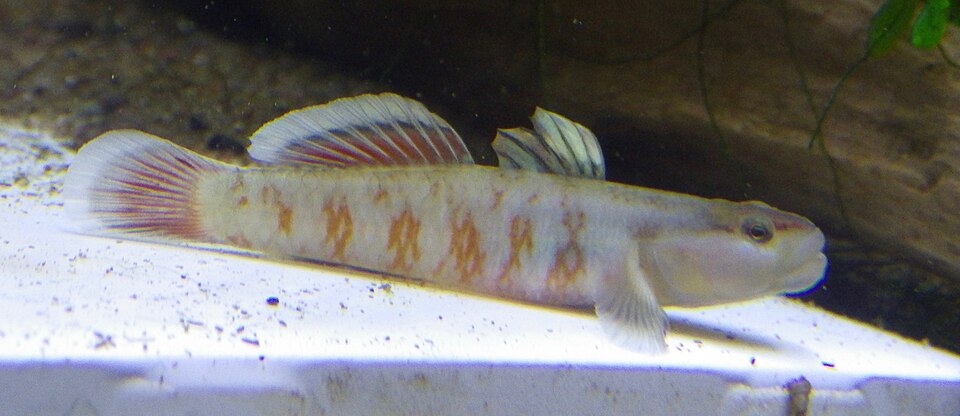 ภาพ ปลาบู่จีนบู่ (Rhinogobius zhoui)