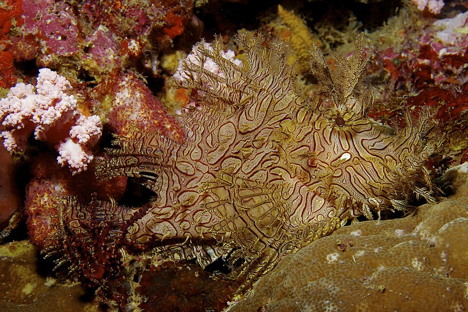 ภาพ ปลาแมงป่อง aphanes (Rhinopias aphanes)