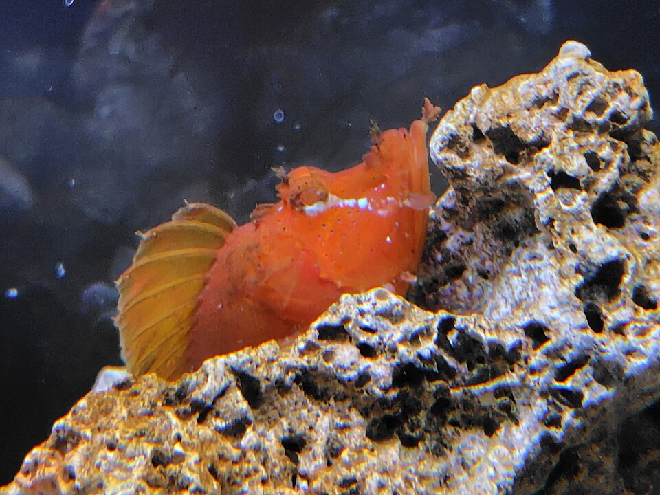ภาพ ปลาแมงป่อง argoliba (Rhinopias argoliba)