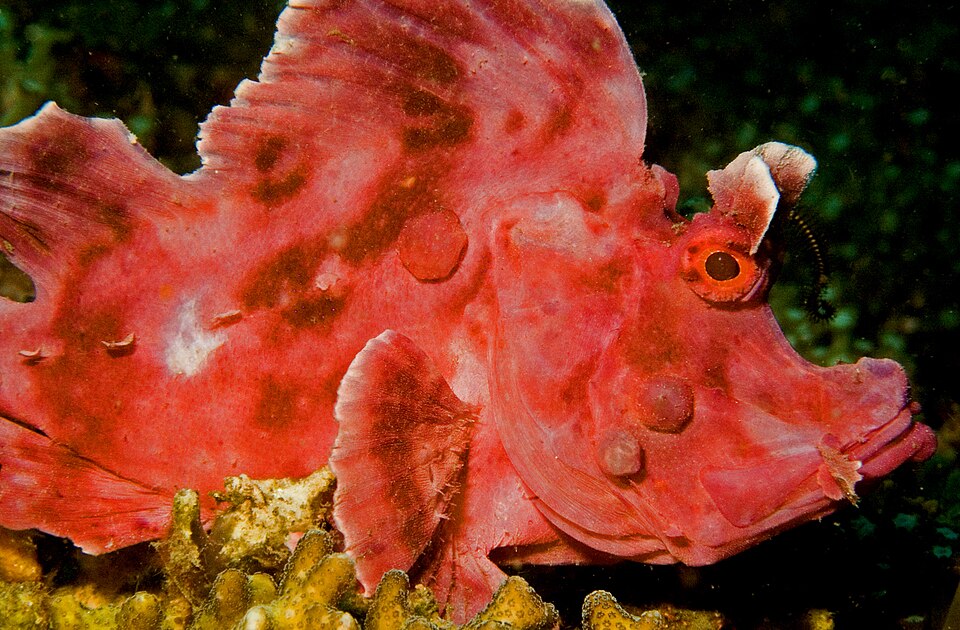 ภาพ ปลาแมงป่อง eschmeyeri (Rhinopias eschmeyeri)