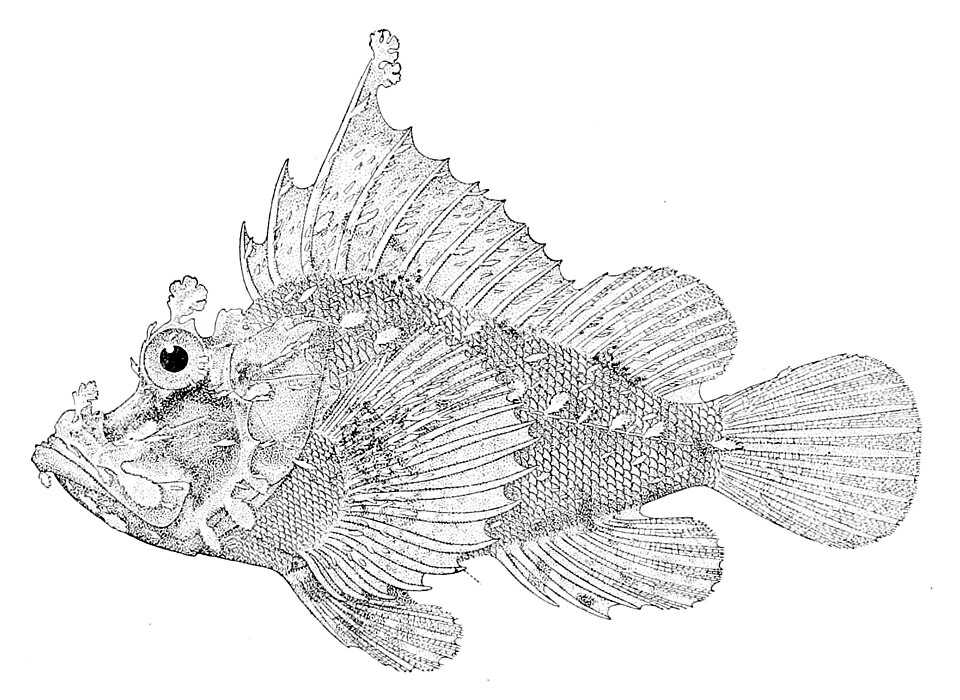 ภาพ ปลาแมงป่อง xenops (Rhinopias xenops)