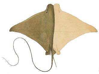 ภาพ ปลา brasiliensis (Rhinoptera brasiliensis)