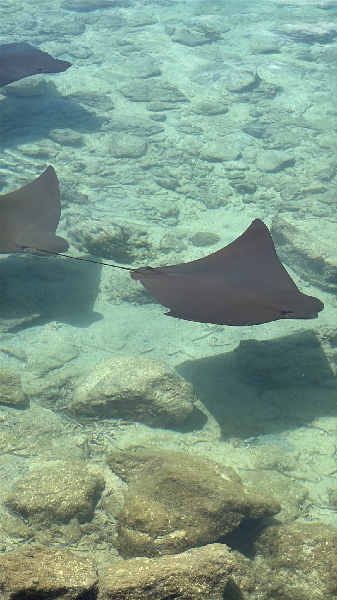 ภาพ ปลา javanica (Rhinoptera javanica)