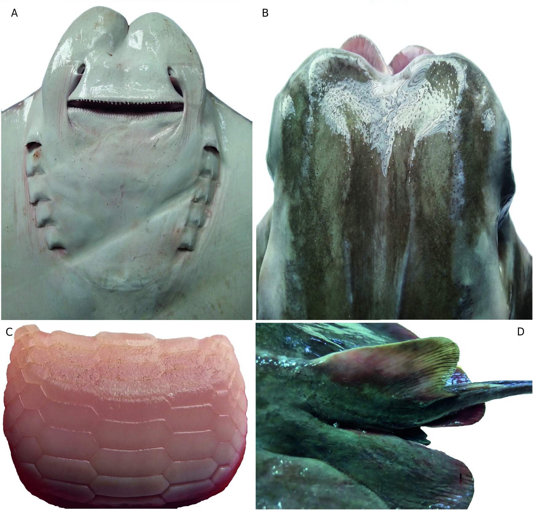 ภาพ ปลา jayakari (Rhinoptera jayakari)