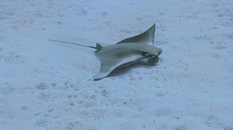 ภาพ ปลา marginata (Rhinoptera marginata)