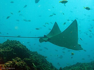 ภาพ ปลา neglecta (Rhinoptera neglecta)