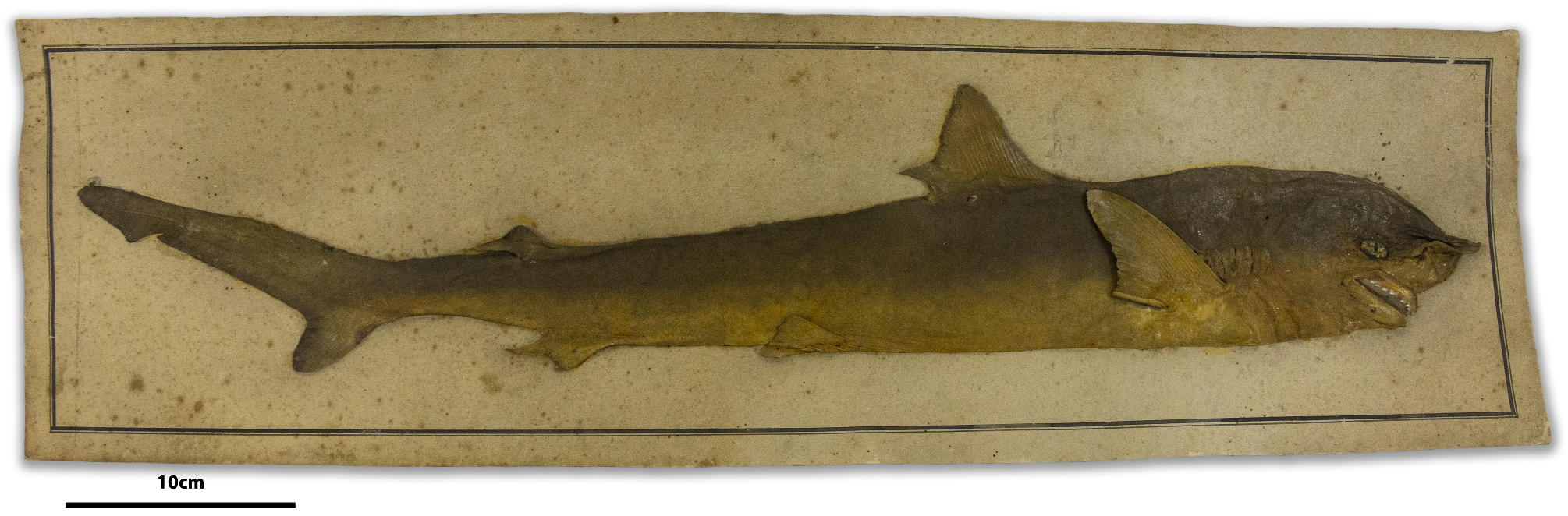 ภาพ ปลา lalandii (Rhizoprionodon lalandii)