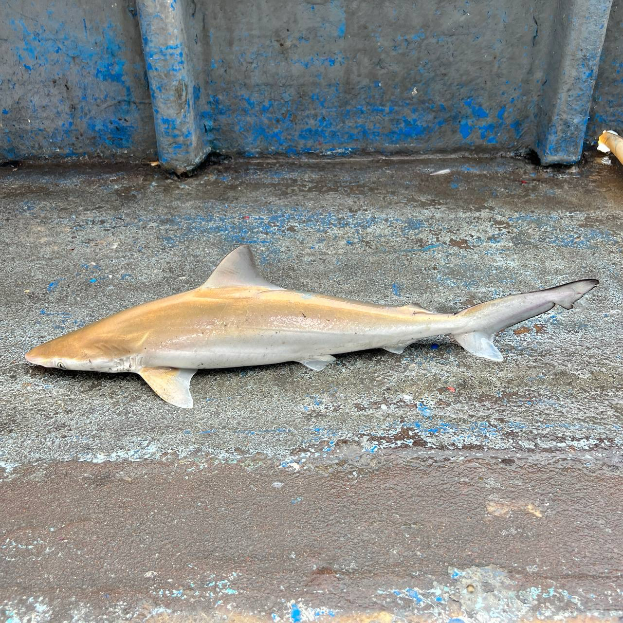 ภาพ ปลา oligolinx (Rhizoprionodon oligolinx)