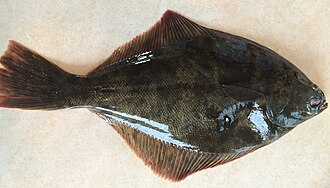 ภาพ ปลา leporina (Rhombosolea leporina)