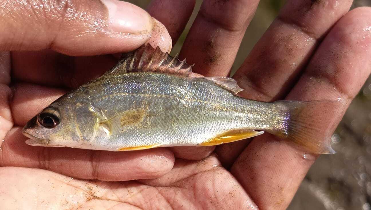 ภาพ ปลาสร้อยนกเขา bayanus (Rhonciscus bayanus)
