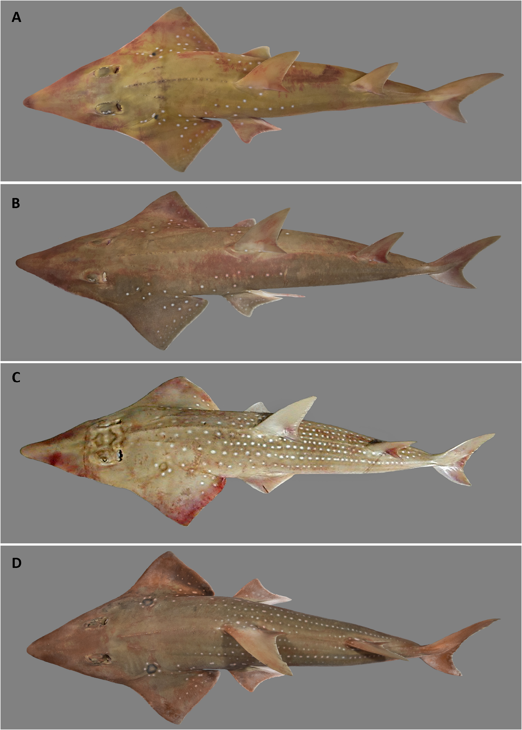 ภาพ ปลา australiae (Rhynchobatus australiae)