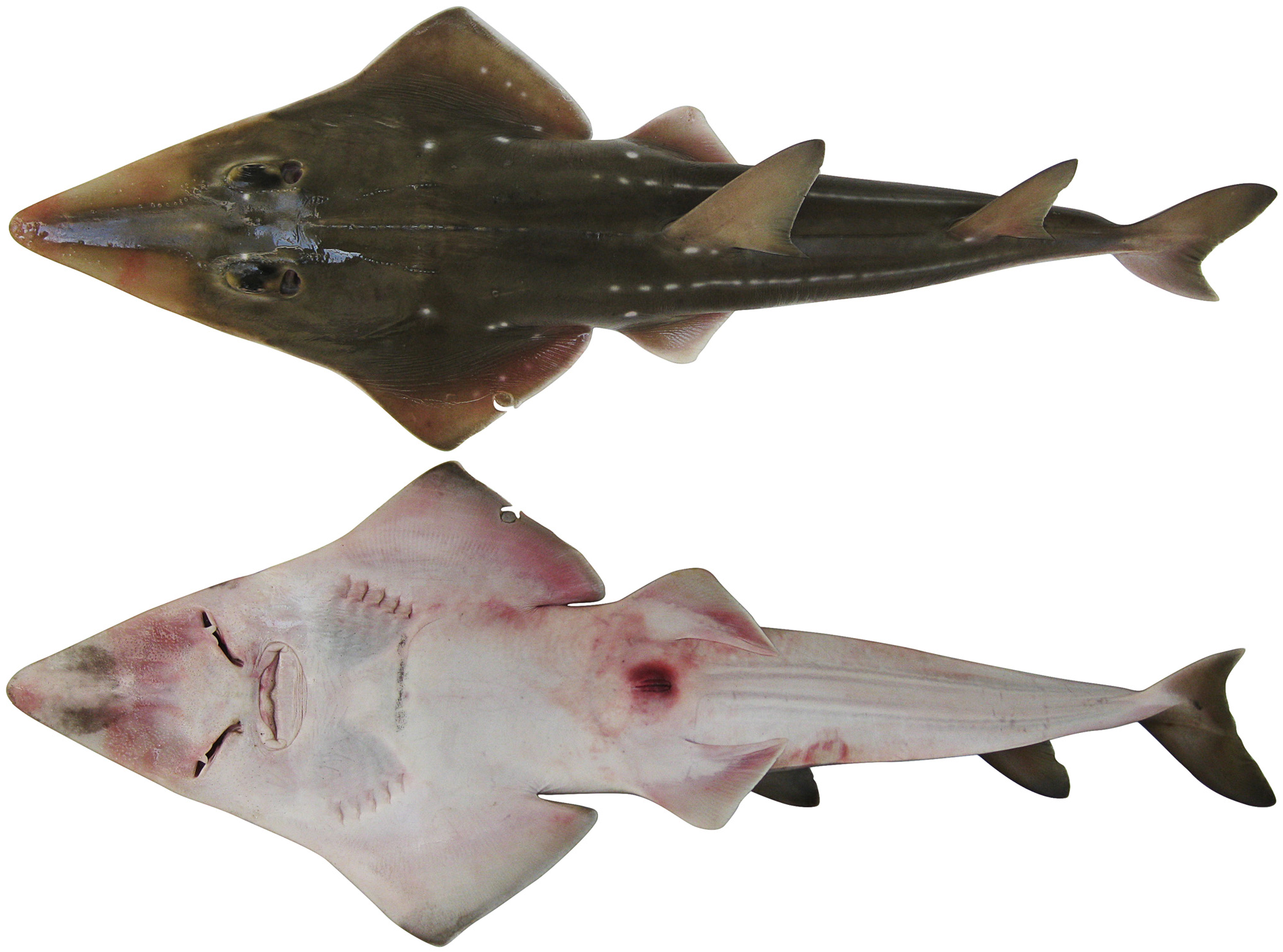 ภาพ ปลา immaculatus (Rhynchobatus immaculatus)