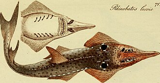 ภาพ ปลา laevis (Rhynchobatus laevis)