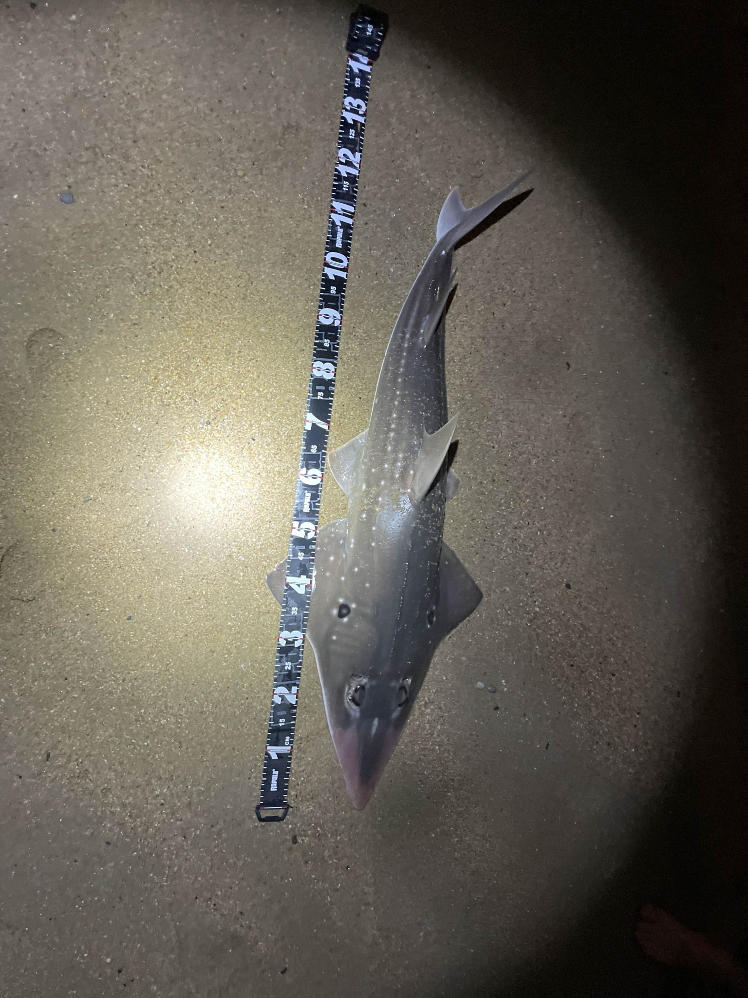 ภาพ ปลา palpebratus (Rhynchobatus palpebratus)