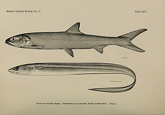 ภาพ ปลา ectenurus (Rhynchoconger ectenurus)