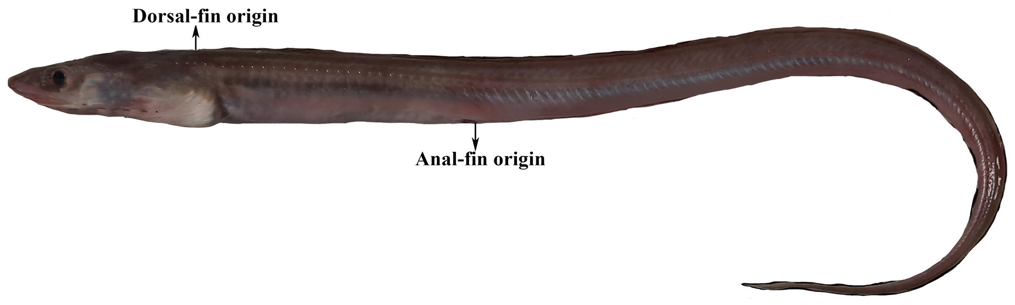 ภาพ ปลา randalli (Rhynchoconger randalli)