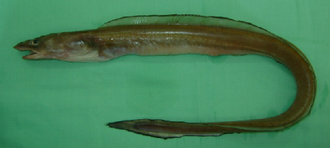 ภาพ ปลา trewavasae (Rhynchoconger trewavasae)