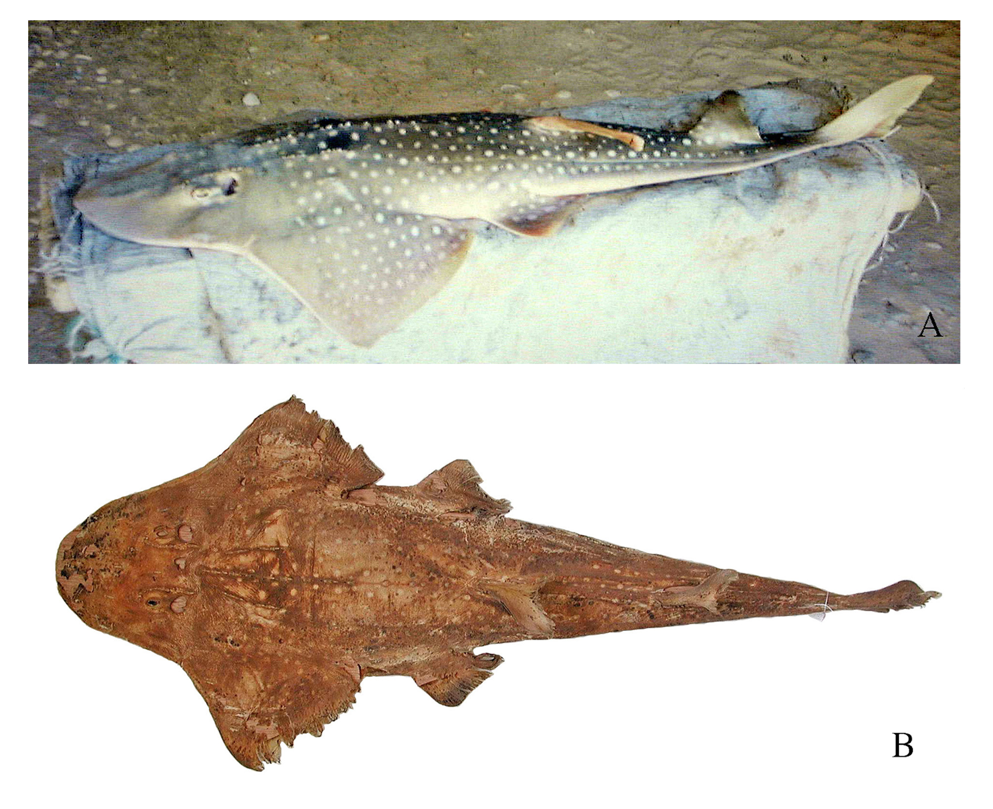 ภาพ ปลา mauritaniensis (Rhynchorhina mauritaniensis)