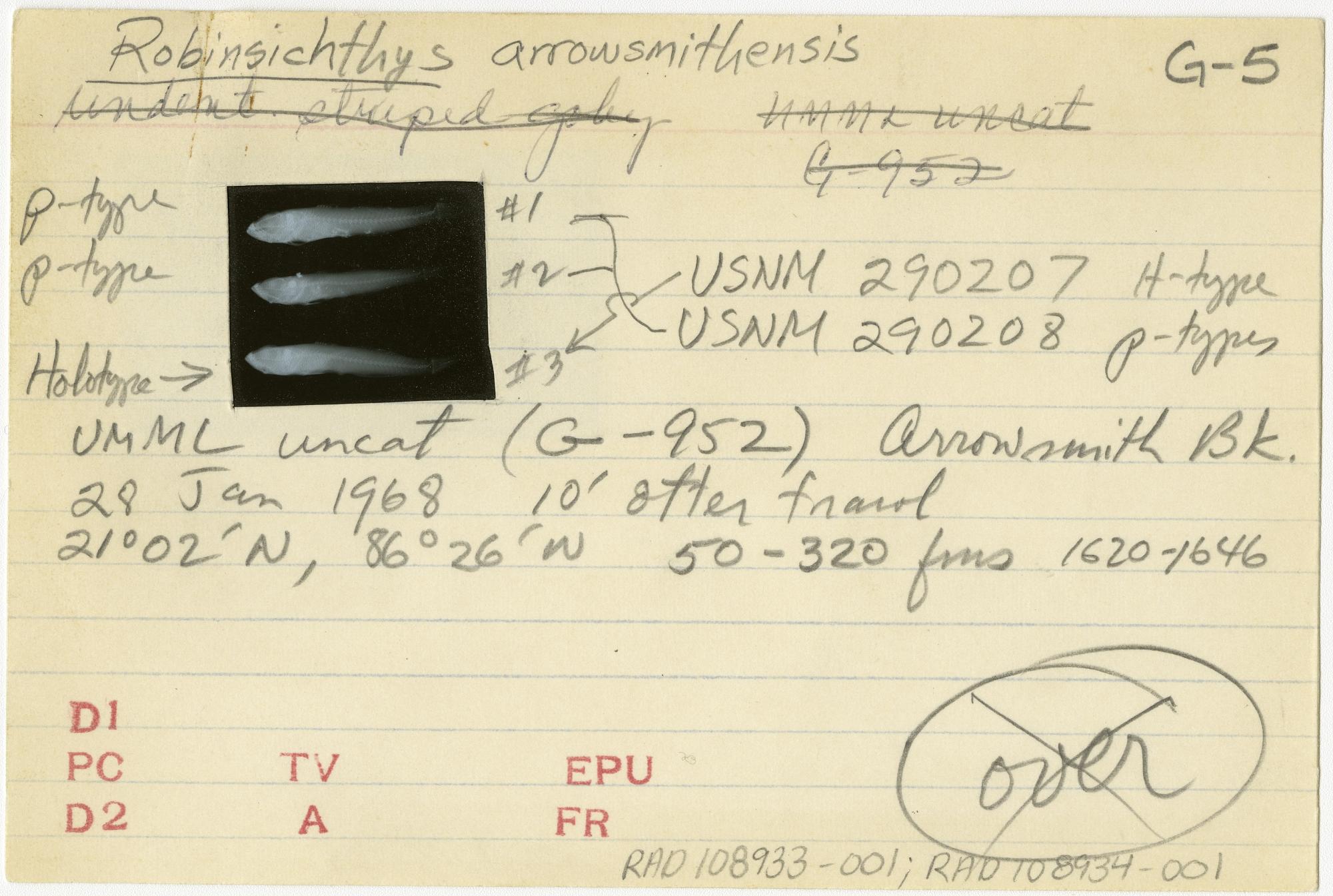 ภาพ ปลาบู่บู่ (Robinsichthys arrowsmithensis)