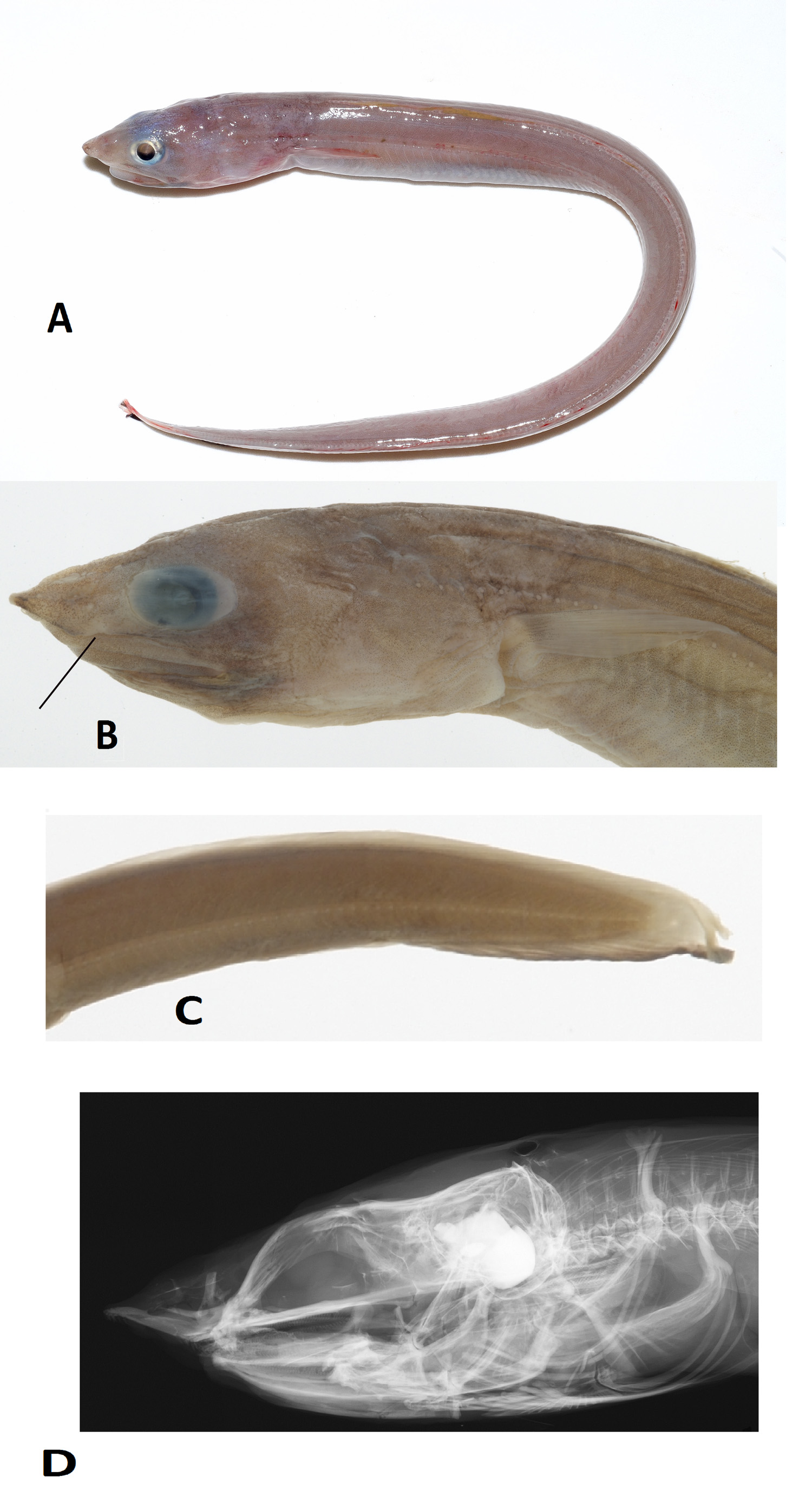 ภาพ ปลา macrouriceps (Rostroconger macrouriceps)
